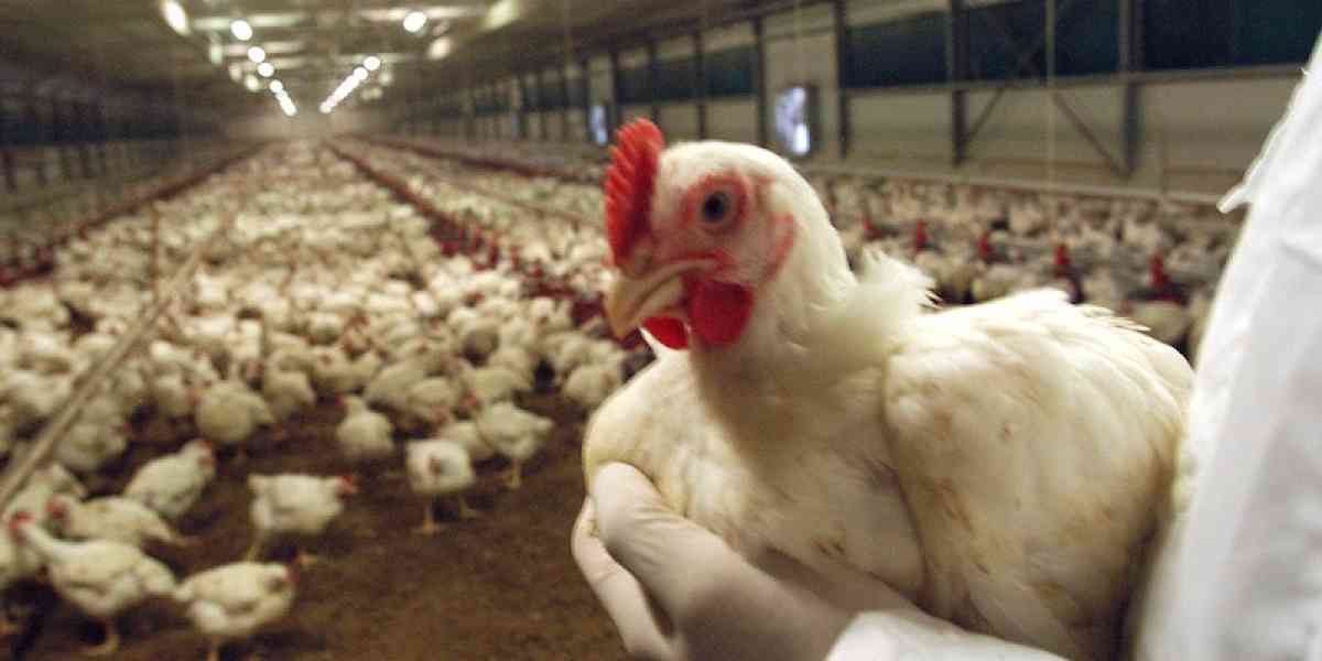 Influenza aviaria: restrizioni nell'Ovest veronese