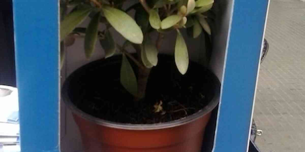 Piantine d'ulivo nelle piazze Unitalsi