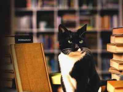 Un particolare gatto... da biblioteca