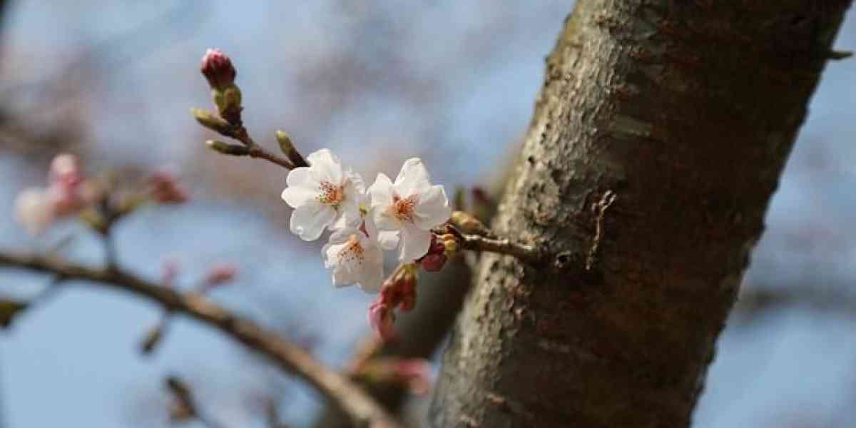 La primavera (urbana) di RiVer sboccia nei quartieri