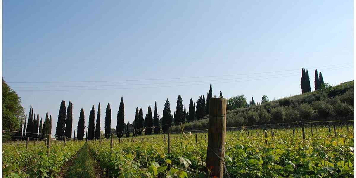 L'Annuario storico della Valpolicella finisce on line
