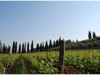 L'Annuario storico della Valpolicella finisce on line