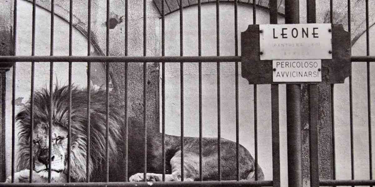 Là dove c’erano gli animali veri rimangono segni di arte e libertà