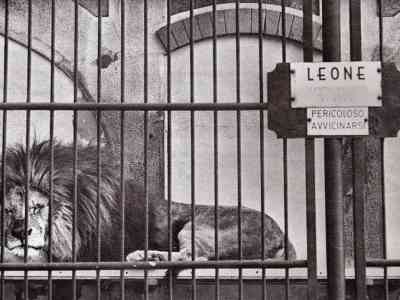Là dove c’erano gli animali veri rimangono segni di arte e libertà