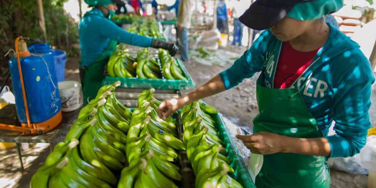 Il commercio equo solidale aiuterà a salvare la Terra