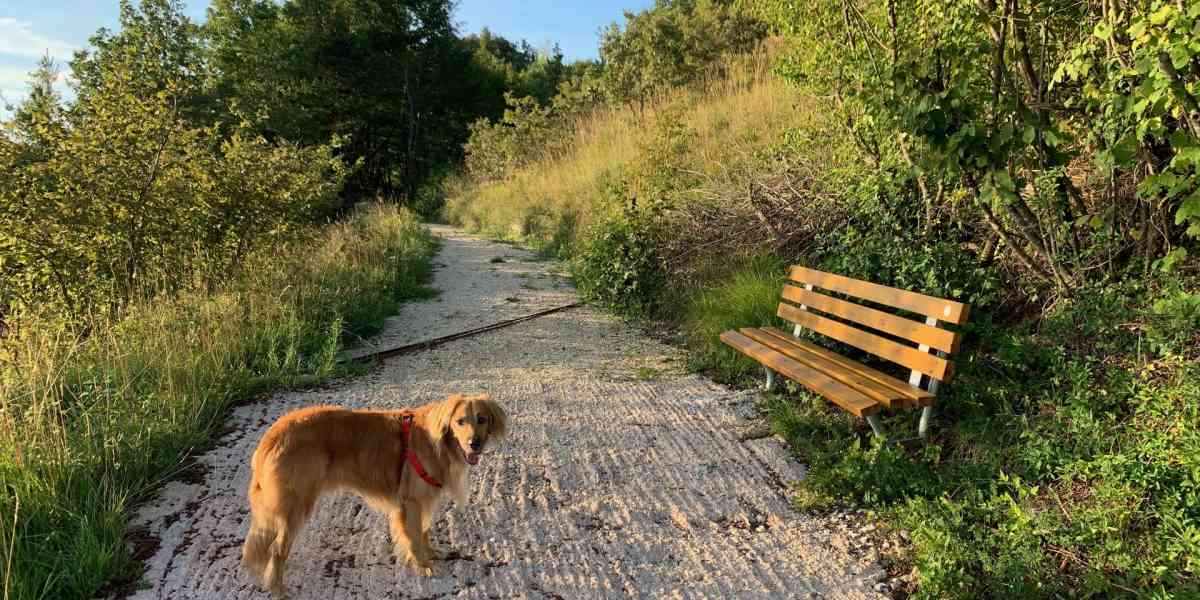 Lungo la Via della lana da Cazzano al Vicentino