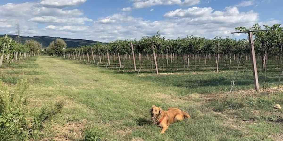 Pedemonte regala paesaggi di un autunno pieno di dolcezza