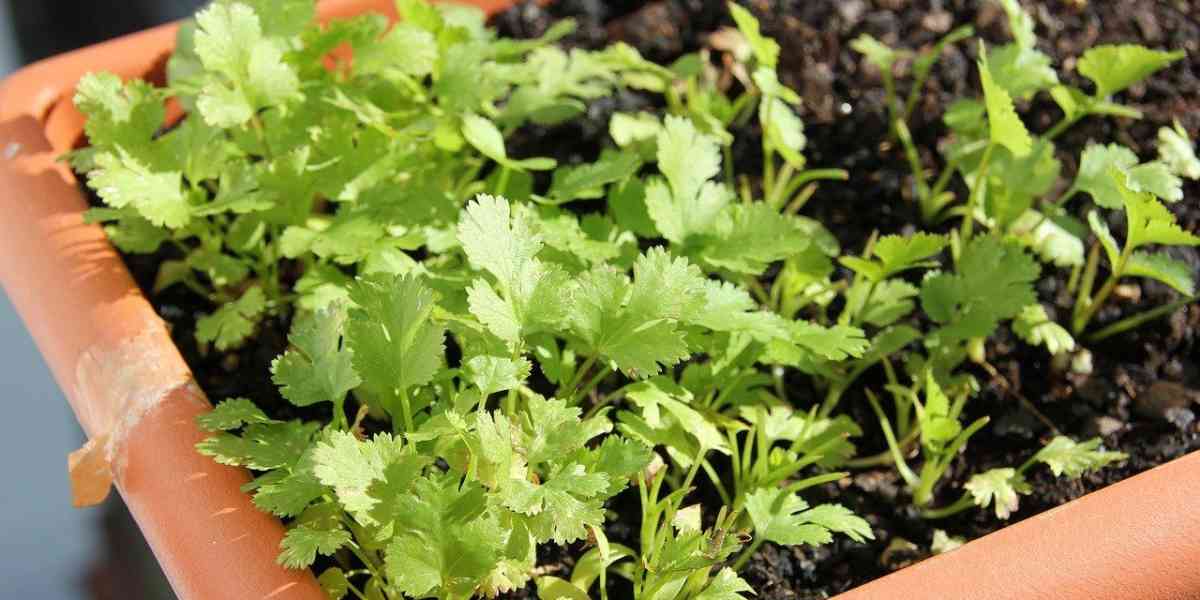 L’orto si può fare sul terrazzo: lattuga e fragole a... metro zero