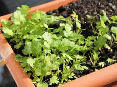 L’orto si può fare sul terrazzo: lattuga e fragole a... metro zero