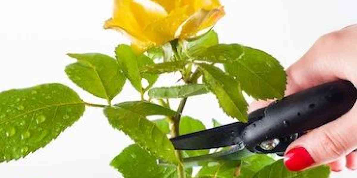 Il variegato mondo delle rose: ecco come trattare le regine dei nostri giardini