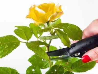 Il variegato mondo delle rose: ecco come trattare le regine dei nostri giardini