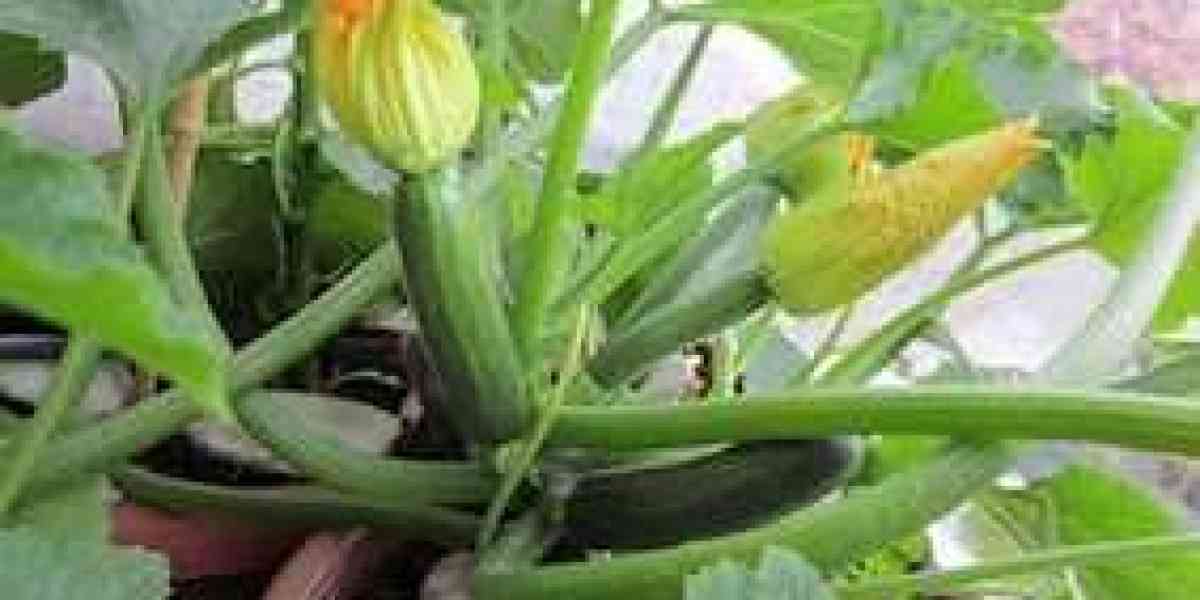 È tempo di raccogliere le nostre zucchine. Quelle dell’orto hanno un altro sapore