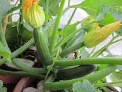 È tempo di raccogliere le nostre zucchine. Quelle dell’orto hanno un altro sapore