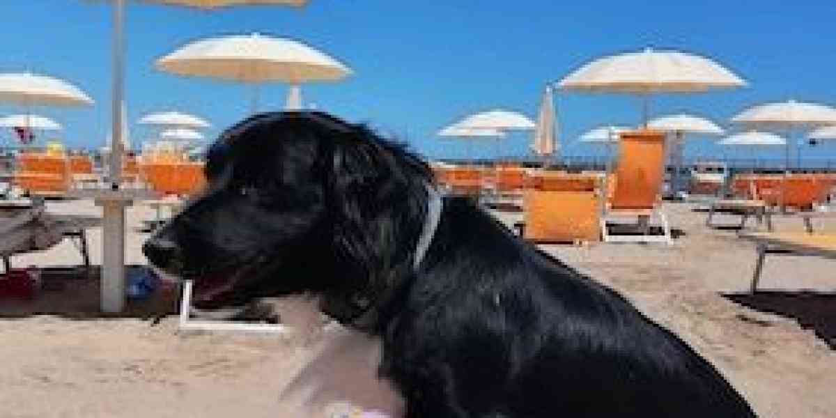 In vacanza (soprattutto al mare) con il cane: queste le regole e meglio informarsi prima