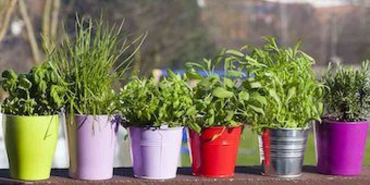 Le piante aromatiche nel nostro giardino: durata, annaffiature, simpatie e antipatie