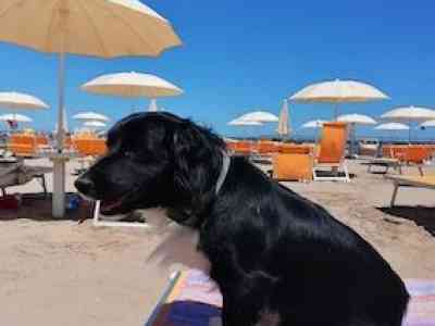 In vacanza (soprattutto al mare) con il cane: queste le regole e meglio informarsi prima