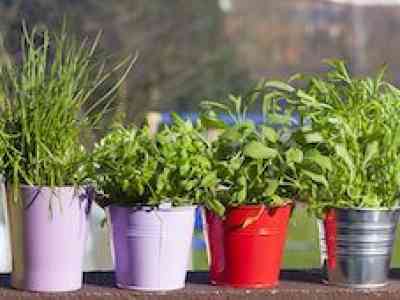 Le piante aromatiche nel nostro giardino: durata, annaffiature, simpatie e antipatie