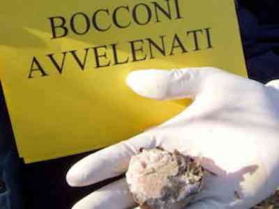 La piaga dei bocconi avvelenati e le dure punizioni per gli avvelenatori