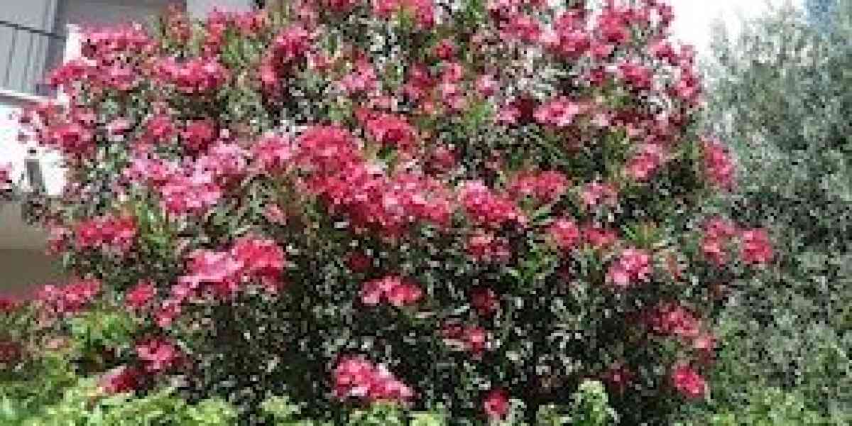 Il cambiamento climatico ha favorito l’oleandro splendida pianta pericolosa da maneggiare