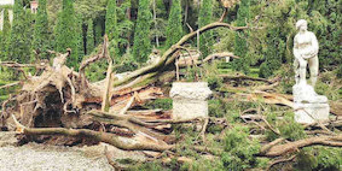 Perché un grande albero rischia di cadere giù