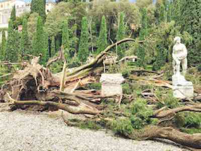 Perché un grande albero rischia di cadere giù