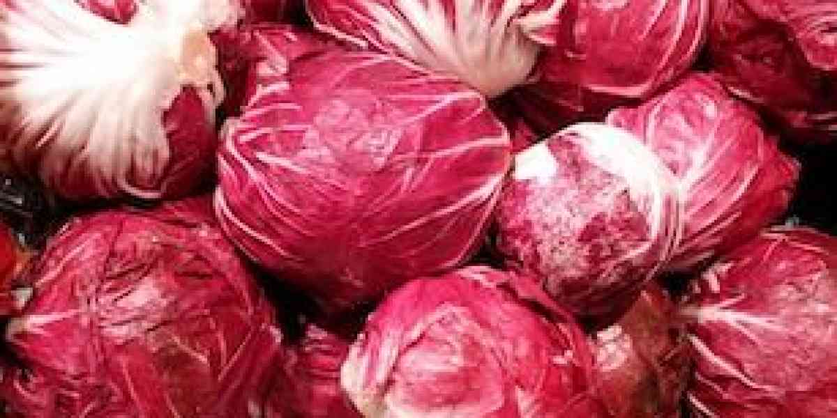 Seminare il radicchio rosso gustoso e toccasana