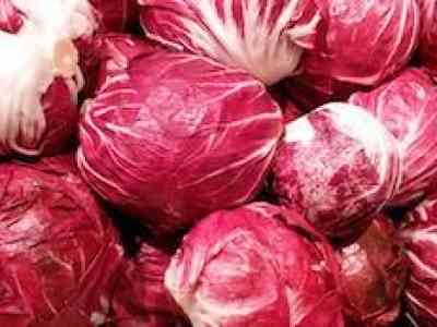 Seminare il radicchio rosso gustoso e toccasana