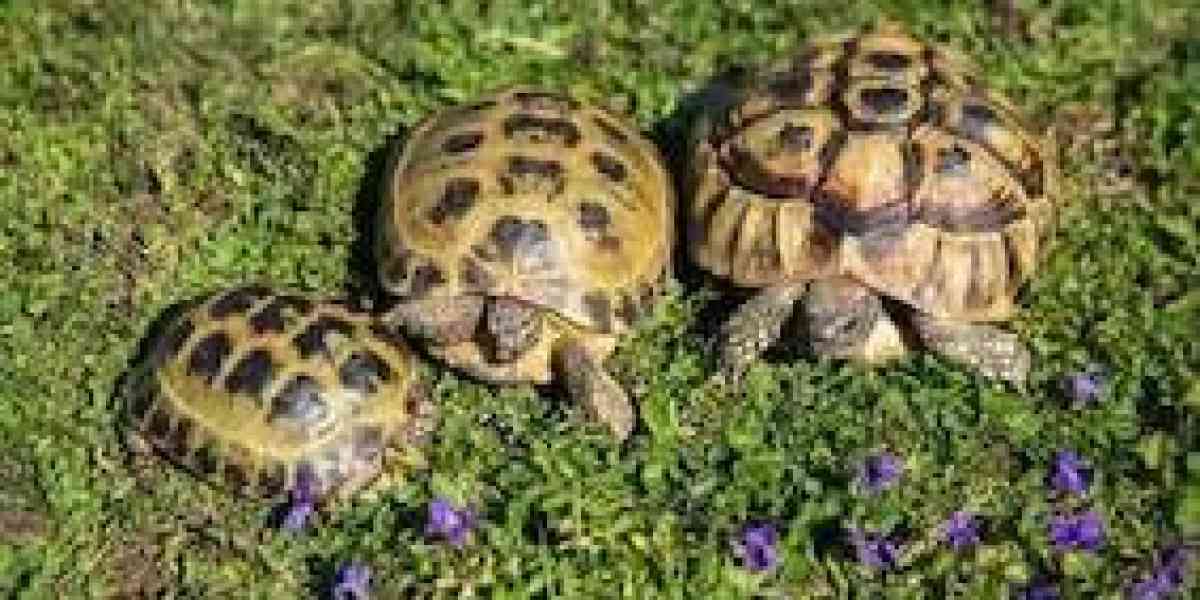 Si avvicina l’ora del letargo per le tartarughe da terra