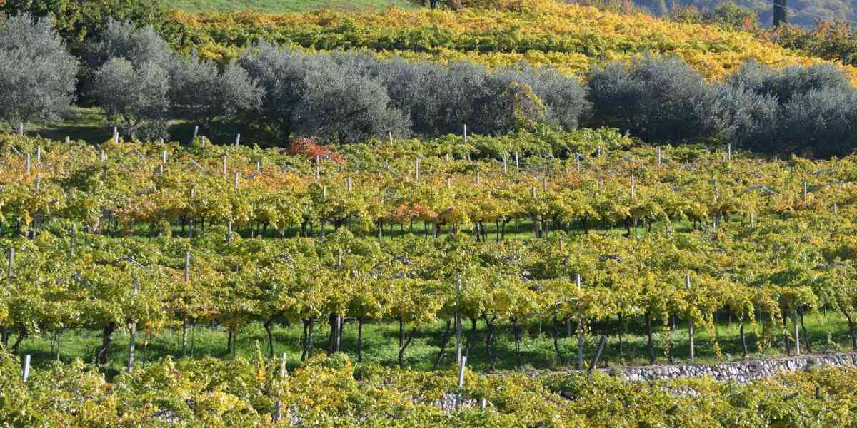Valpolicella, le colline terrazzate nel Registro dei paesaggi rurali