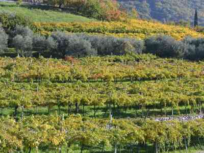 Valpolicella, le colline terrazzate nel Registro dei paesaggi rurali