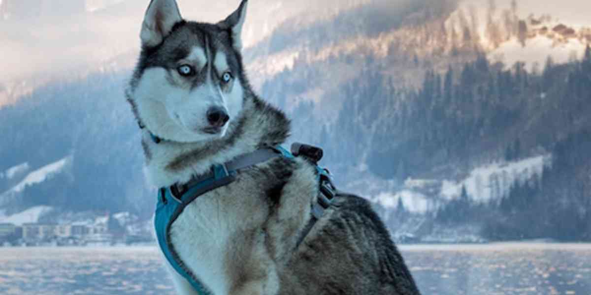 Quei magnifici cani da slitta che salvarono una comunità