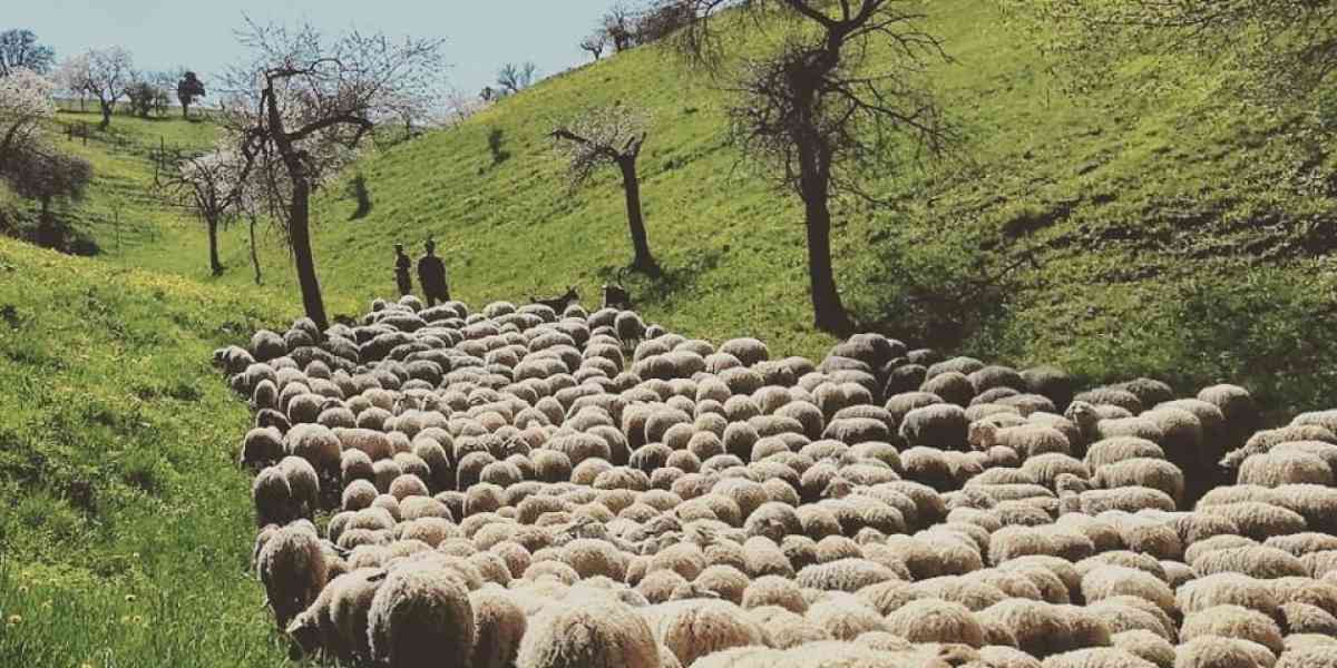 Pastore in Lessinia (e a soli 32 anni...)