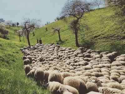 Pastore in Lessinia (e a soli 32 anni...)