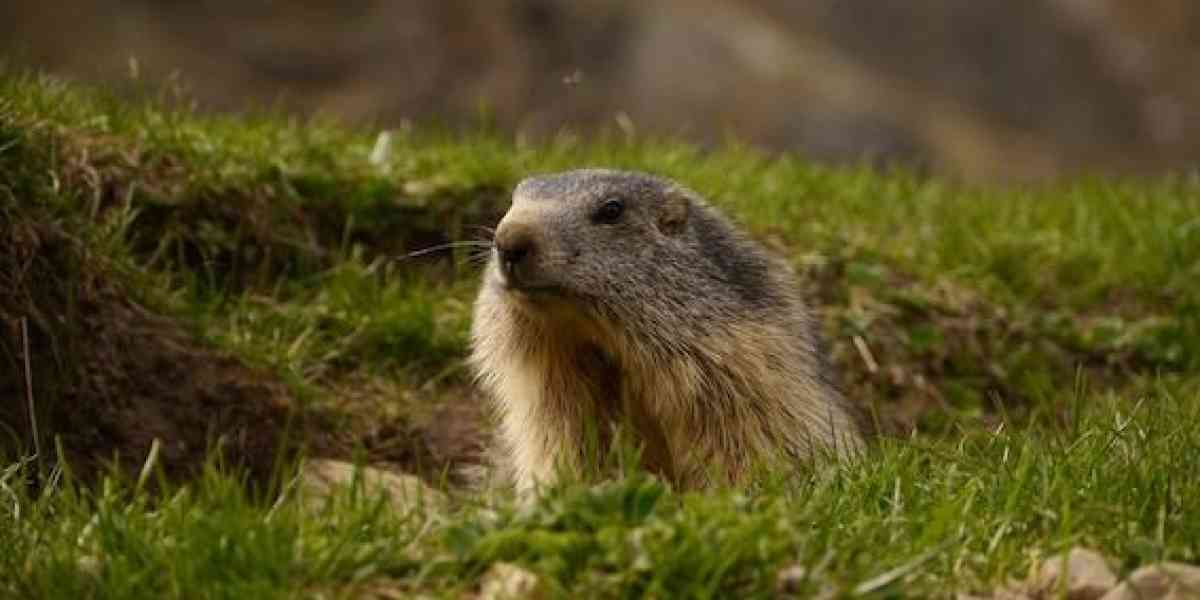 Il giorno in cui la marmotta esce e “tasta” il grado di... inverno