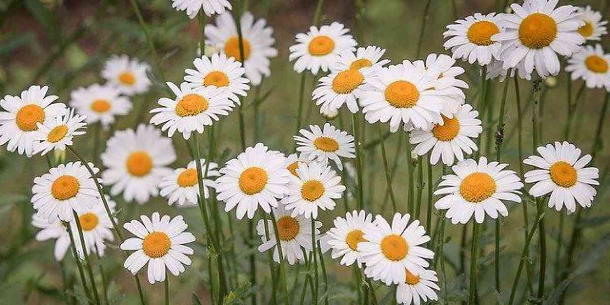 Un fiore per la ricerca: fioriscono le margherite solidali di Airc