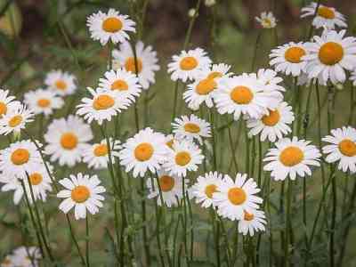 Un fiore per la ricerca: fioriscono le margherite solidali di Airc