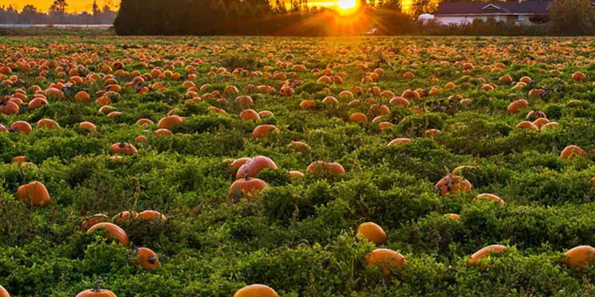 Braccia strappate all’agricoltura