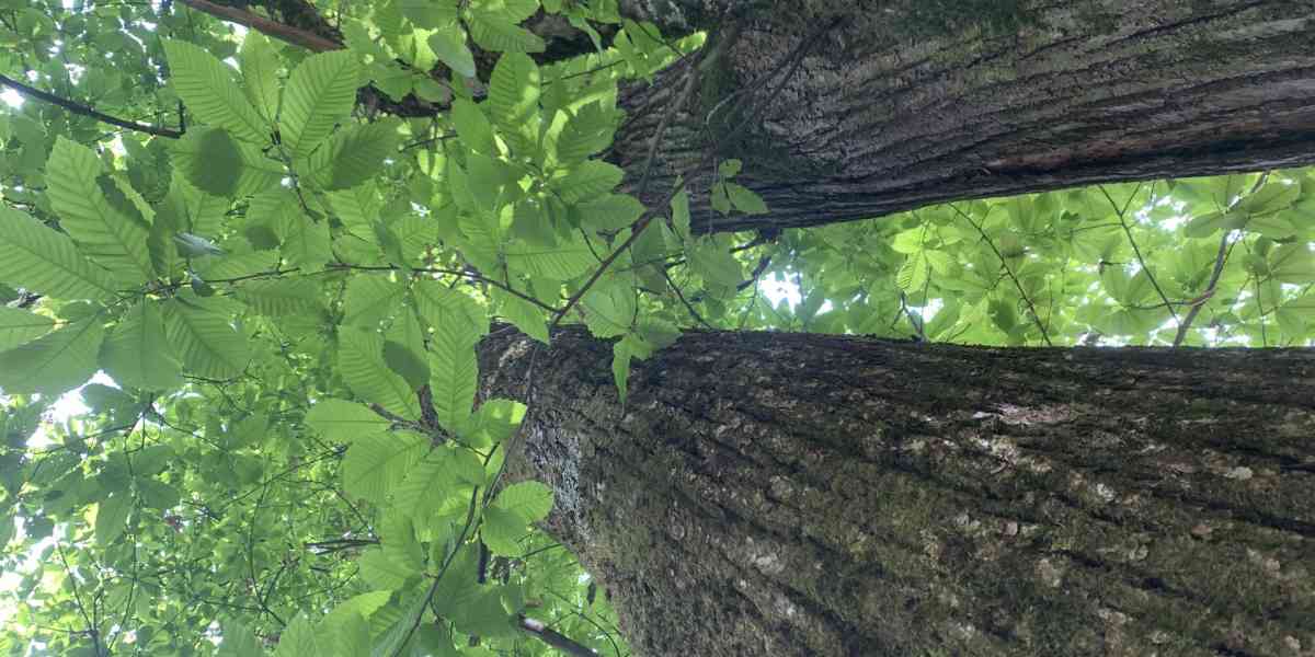 Prenota un albero: migliori l'ambiente e lo ricevi gratis