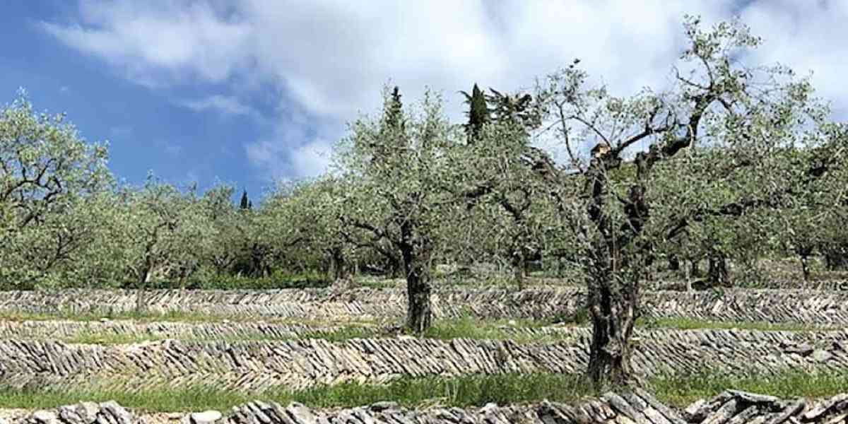 Valpolicella. Le marogne “paesaggio rurale storico”