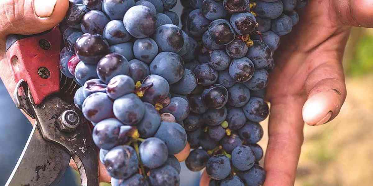Per Bacco, è tempo di dare un taglio all’uva