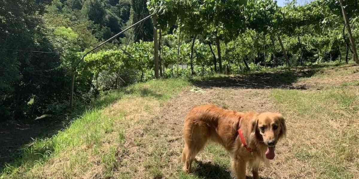 Sulle colline dell’Est dove un tempo c’era l’oceano