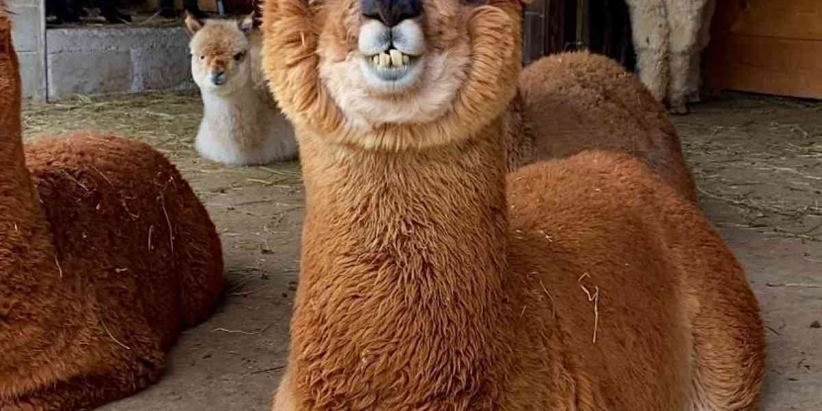 Alleva lama e alpaca per i trekking e per i pregiati velli
