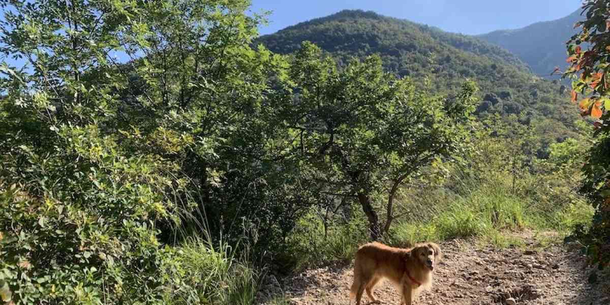 Immersi nel Bosco dei Poeti tra natura, arte, spiritualità