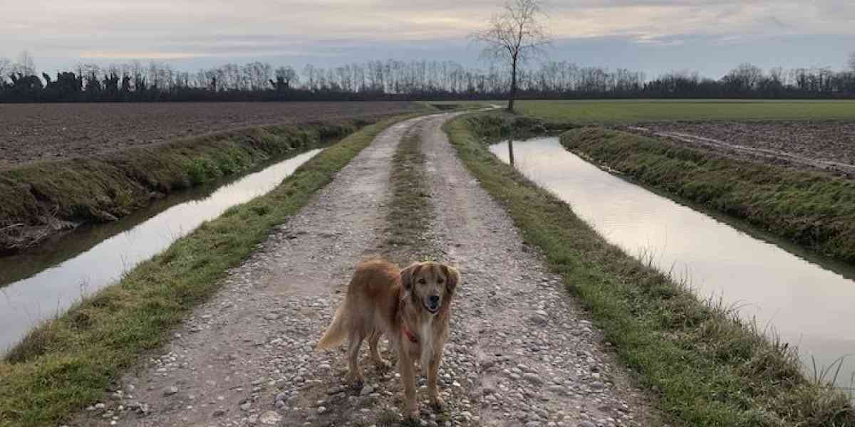 A Casaleone sfiorando paludi, mulini e camminando lungo l’ex ferrovia