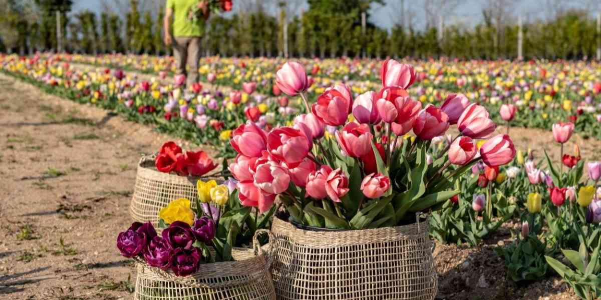 Un campo con oltre 100mila tulipani pronti ad accogliere gli amanti della natura