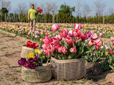Un campo con oltre 100mila tulipani pronti ad accogliere gli amanti della natura