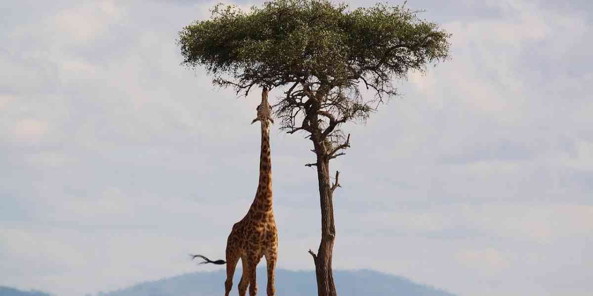 Anche la giraffa ha il suo momento e lo vede dal punto più alto
