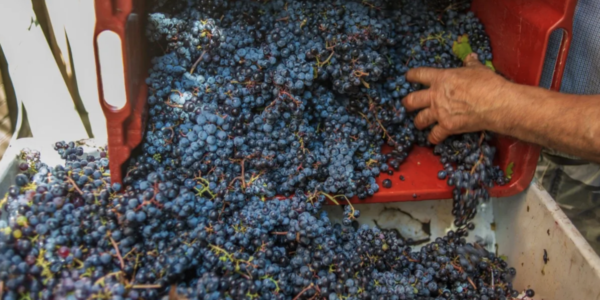 Come sempre “un’ottima annata” nonostante siccità e gran caldo