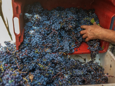 Come sempre “un’ottima annata” nonostante siccità e gran caldo