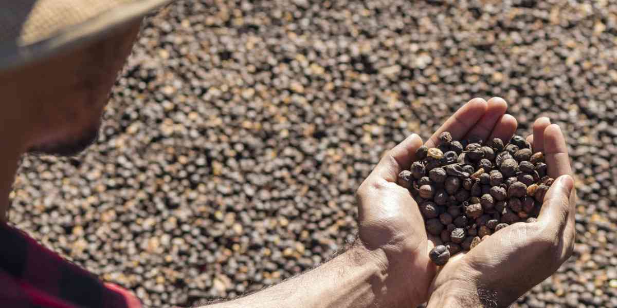 Il caffè, la bevanda che ti porta in paradiso e che fa vivere 125 milioni di persone
